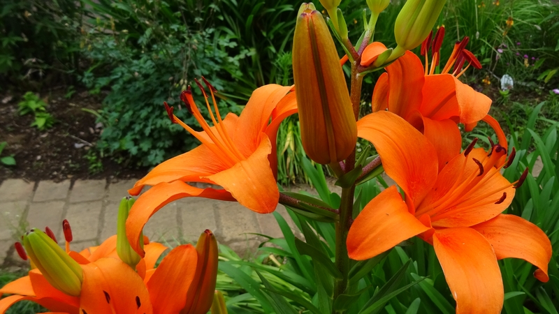 スカシユリの花 川崎市幸区さいわいふるさと公園