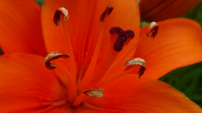 スカシユリの花 川崎市幸区さいわいふるさと公園