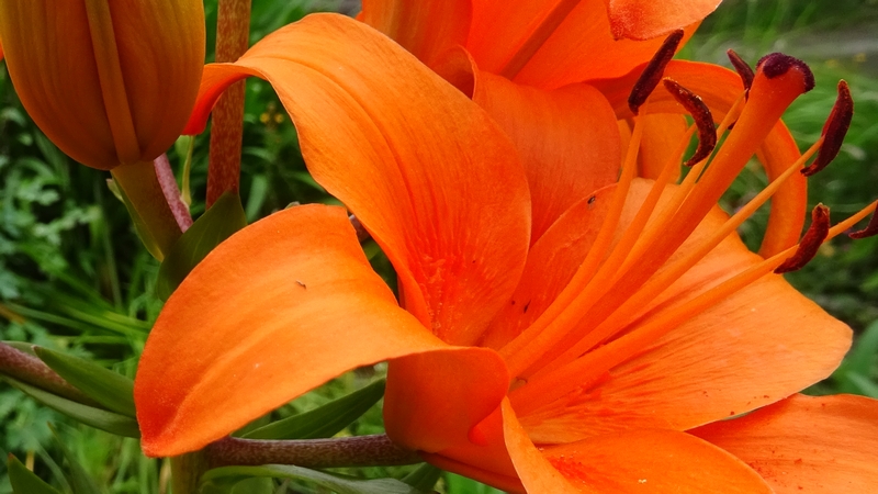 スカシユリの花 川崎市幸区さいわいふるさと公園