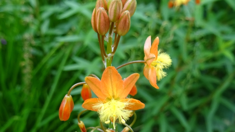 ハナアロエの花 川崎市幸区さいわいふるさと公園