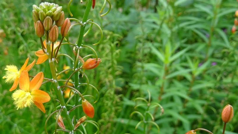 ハナアロエの花 川崎市幸区さいわいふるさと公園