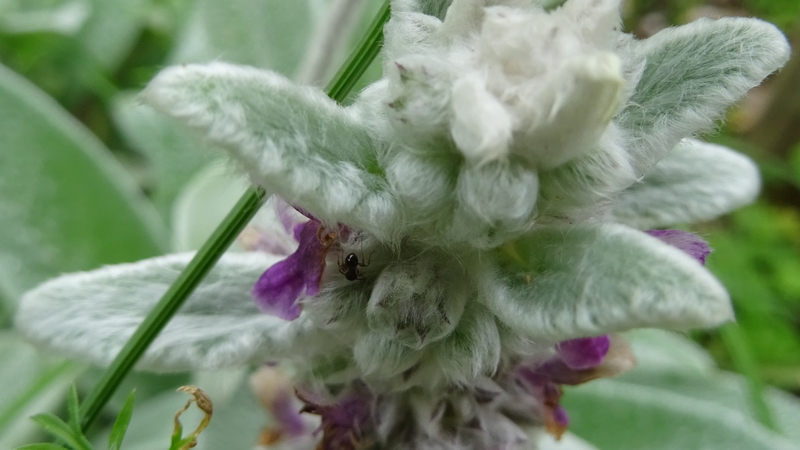 ワタチョロギの花 川崎市幸区さいわいふるさと公園
