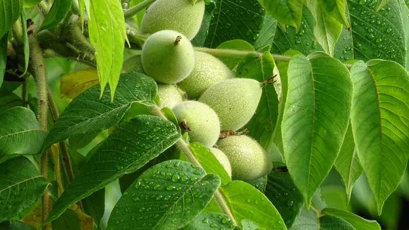 オニグルミの若い果実 横浜市旭区今宿南町