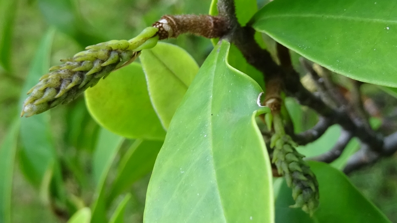 カラタネオガタマの若い果実 川崎市幸区創造のもり