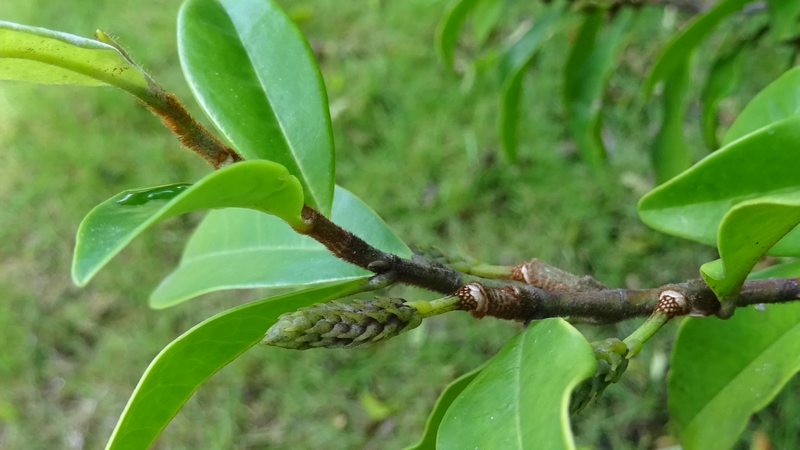 カラタネオガタマの若い果実 川崎市幸区創造のもり