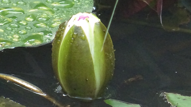 スイレンの蕾 川崎市幸区さいわいふるさと公園