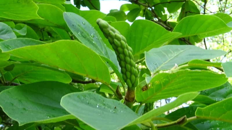 ハクモクレンの花後 川崎市幸区さいわいふるさと公園