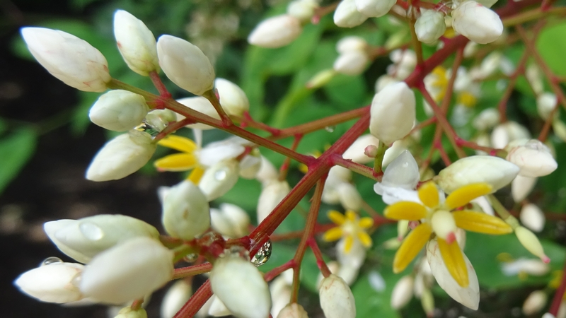 ナンテンの花 川崎市幸区さいわいふるさと公園