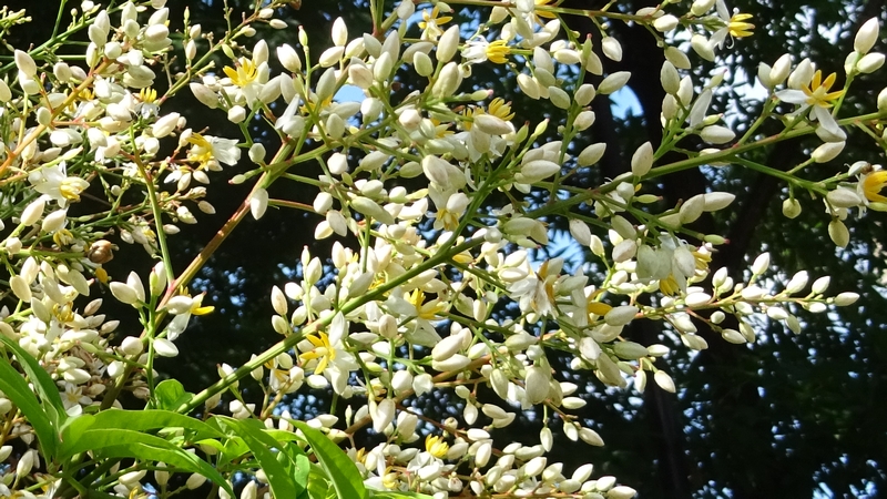 ナンテンの花 川崎市幸区さいわいふるさと公園