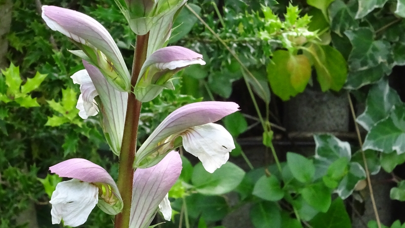 ハアザミの花 川崎市幸区さいわいふるさと公園
