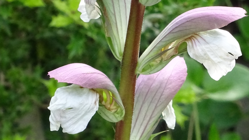 ハアザミの花 川崎市幸区さいわいふるさと公園