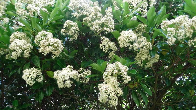 サンゴジュの花 横浜市旭区今宿南町