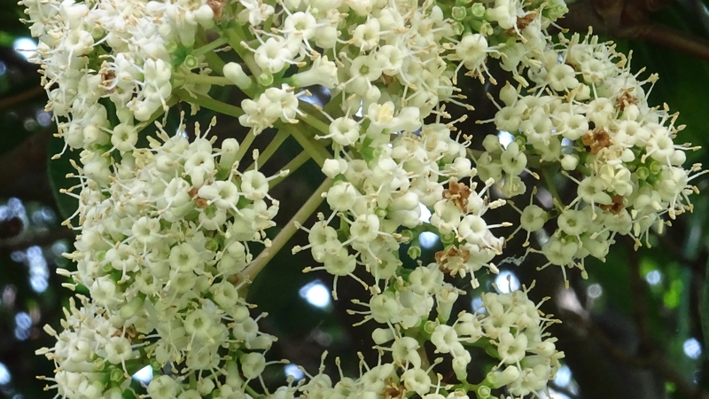 サンゴジュの花 横浜市旭区今宿南町