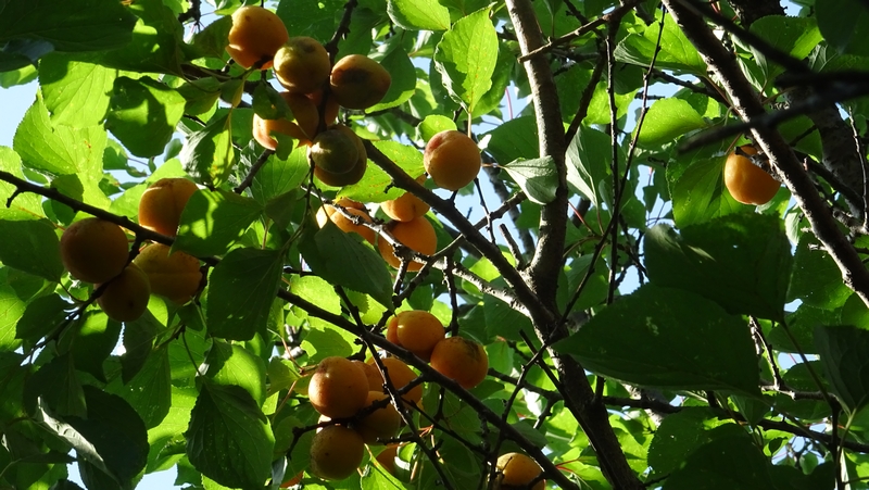 ウメの果実 横浜市旭区今宿東町