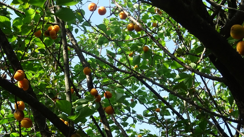 ウメの果実 横浜市旭区今宿東町