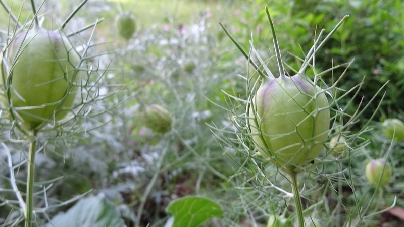 クロタネソウの袋果 川崎市幸区さいわいふるさと公園