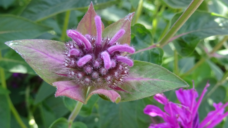 タイマツバナ 川崎市幸区さいわいふるさと公園