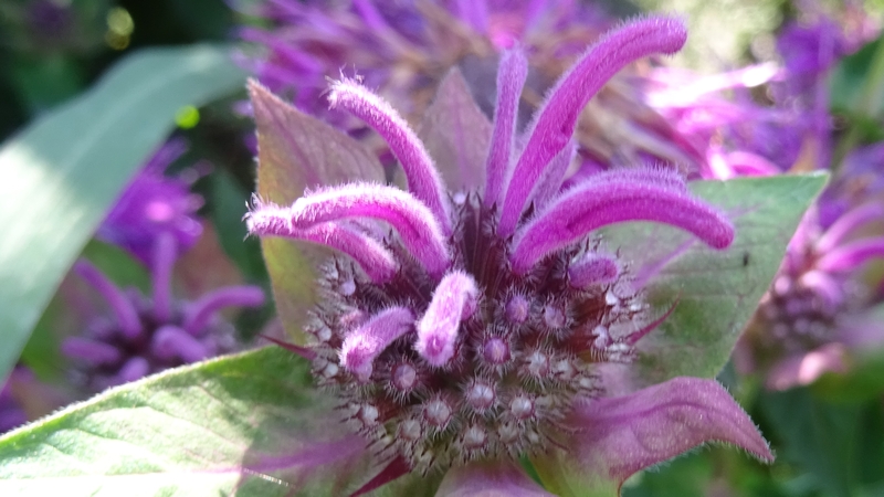タイマツバナ 川崎市幸区さいわいふるさと公園