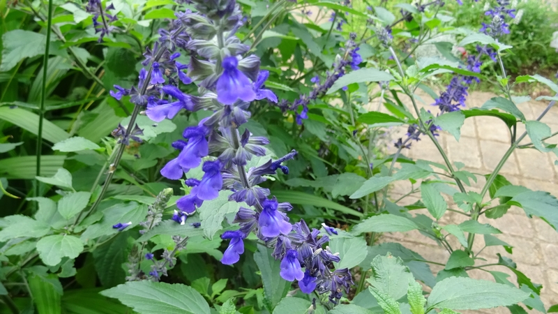 ケショウサルビアの花 川崎市幸区さいわいふるさと公園