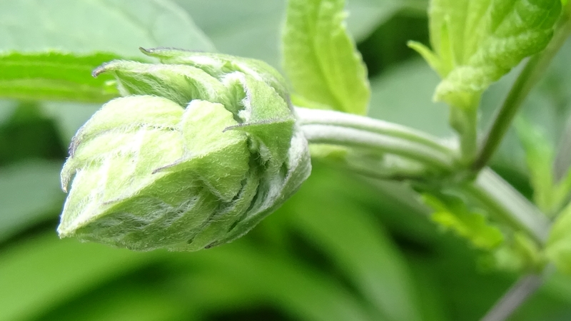 ケショウサルビアの花 川崎市幸区さいわいふるさと公園