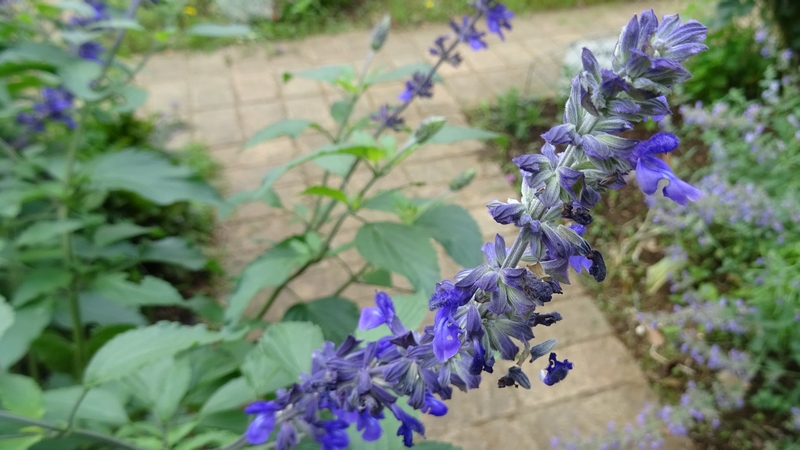 ケショウサルビアの花 川崎市幸区さいわいふるさと公園