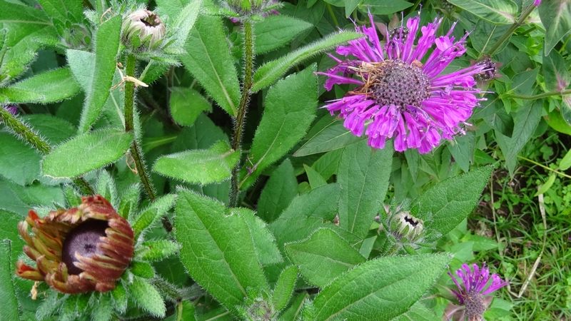 タイマツバナの花 川崎市幸区さいわいふるさと公園