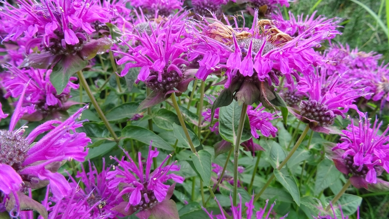 タイマツバナの花 川崎市幸区さいわいふるさと公園