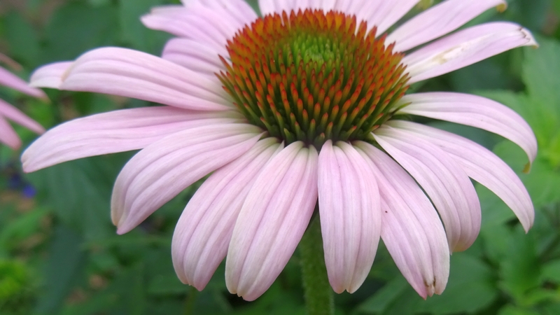ムラサキバレンギクの花 川崎市幸区さいわいふるさと公園