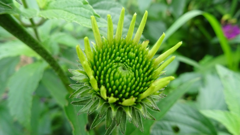 ムラサキバレンギクの花 川崎市幸区さいわいふるさと公園