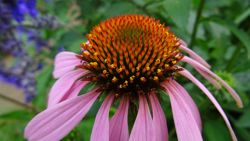 ムラサキバレンギクの花 川崎市幸区さいわいふるさと公園