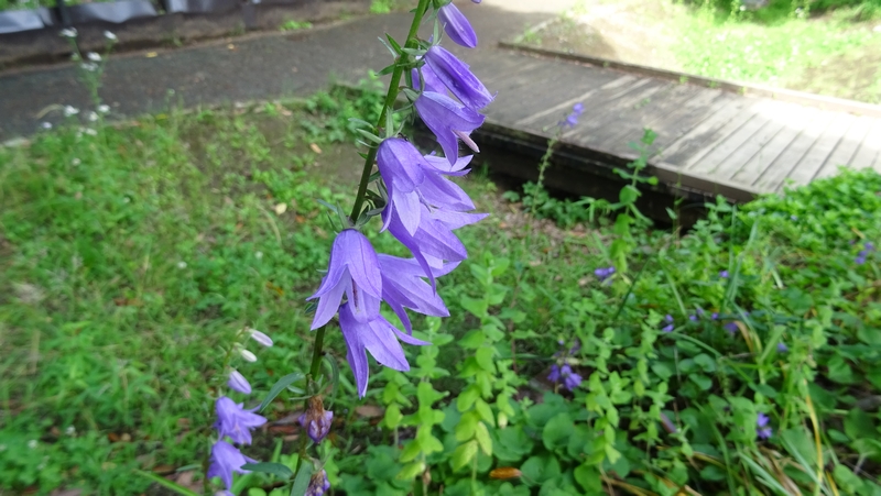 ハタザオギキョウの花 川崎市幸区さいわいふるさと公園