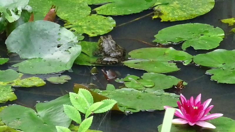 スイレンとウシガエル 川崎市幸区さいわいふるさと公園