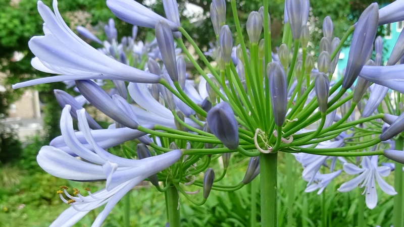 ムラサキクンシランの花 川崎市幸区さいわいふるさと公園