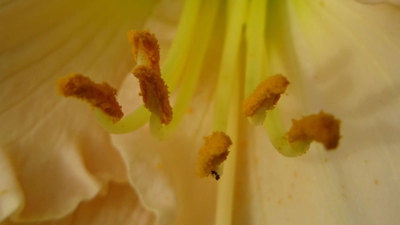 ワスレグサの花 川崎市幸区さいわいふるさと公園