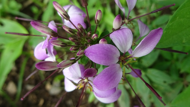 セイヨウフウチョウソウの花 川崎市幸区さいわいふるさと公園