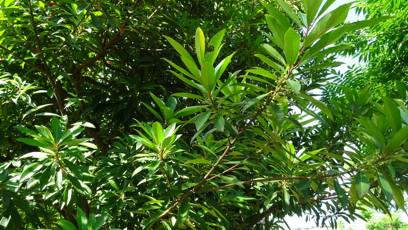 ホルトノキの蕾 川崎市幸区創造のもり