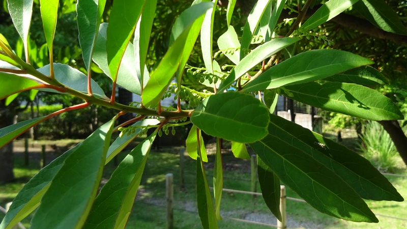 ホルトノキの蕾 川崎市幸区創造のもり