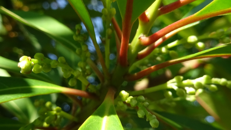 ホルトノキの蕾 川崎市幸区創造のもり