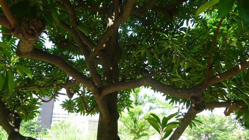 ホルトノキ 川崎市幸区創造のもり