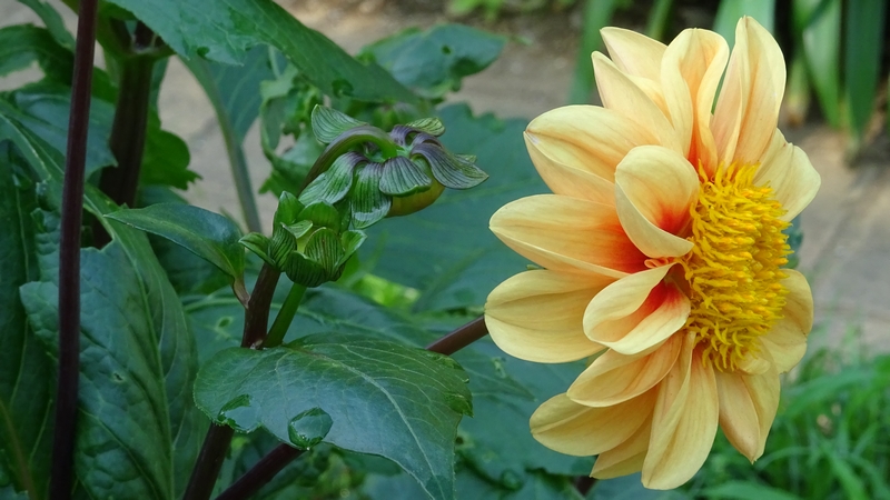 ダリアの花 川崎市幸区さいわいふるさと公園