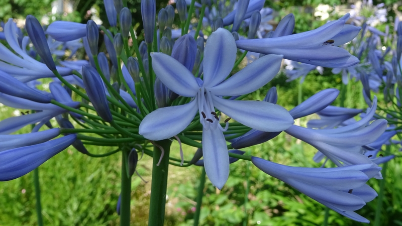 ムラサキクンシランの花 川崎市幸区さいわいふるさと公園