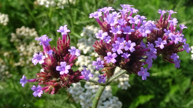 ヤナギハナガサの花 川崎市幸区さいわいふるさと公園