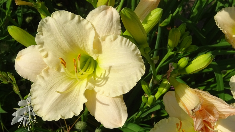 ワスレグサの花 川崎市幸区さいわいふるさと公園