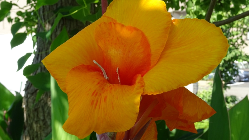 カンナの花 川崎市幸区さいわいふるさと公園