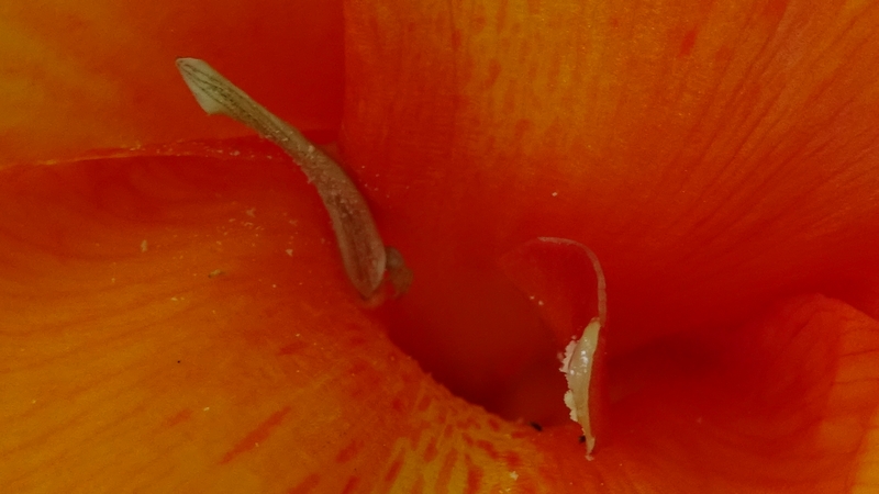 カンナの花 川崎市幸区さいわいふるさと公園