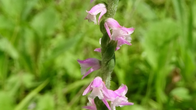 ネジバナの花 川崎市幸区