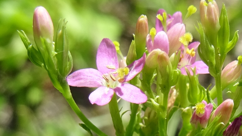 ベニバナセンブリの花 川崎市幸区