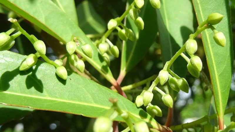 ホルトノキの蕾 川崎市幸区創造のもり