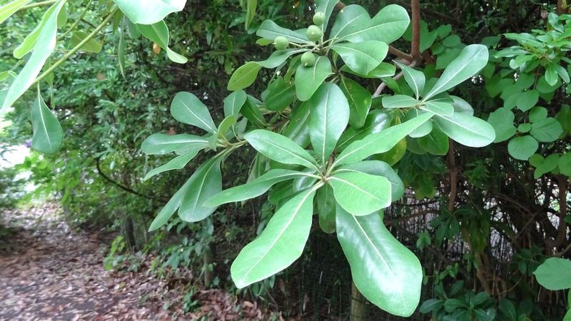 トベラの若い果実 川崎市幸区さいわいふるさと公園