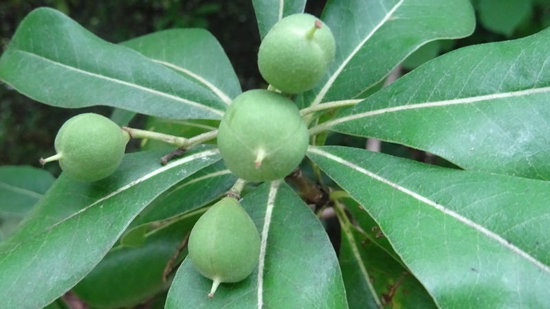 トベラの若い果実 川崎市幸区さいわいふるさと公園